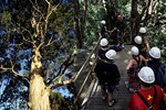 Tsitsikamma: Tree top canopy