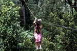 Tsitsikamma: Tree top canopy