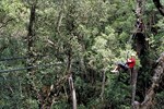 Tsitsikamma: Tree top canopy