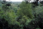 Tsitsikamma: Tree top canopy