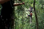 Tsitsikamma: Tree top canopy