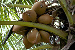 Bei den hohen Lebensmittel-Preisen greifen wir gerne mal zur Kokosnuss.