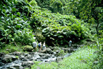 Wanderung zum Vahipahi-Wasserfall.